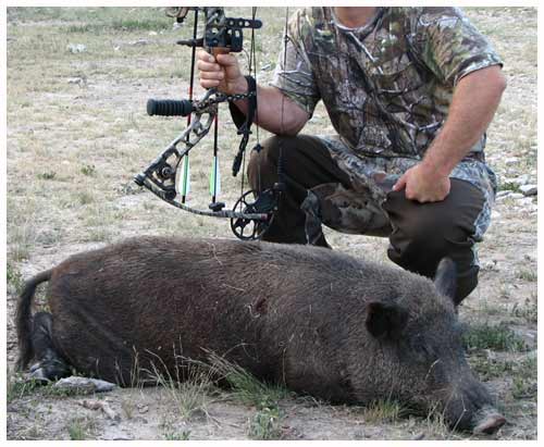Feral Hog Hunted by Bow!